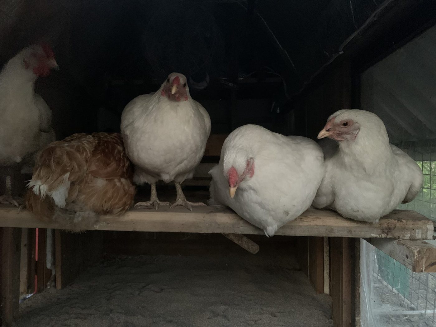 Hens on their perch