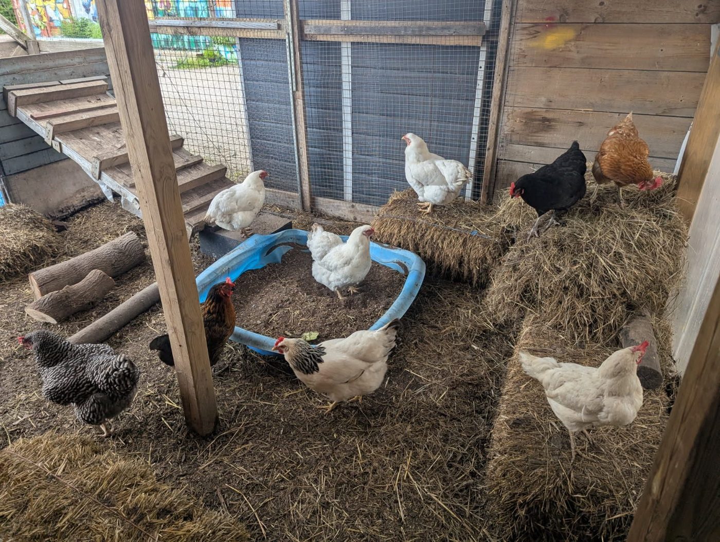 Hens in the henhouse