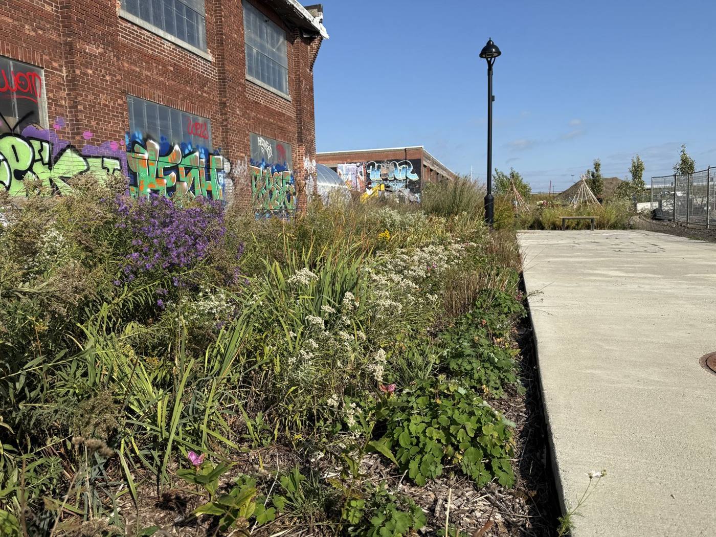 Native plants in bloom along the blue-green alley