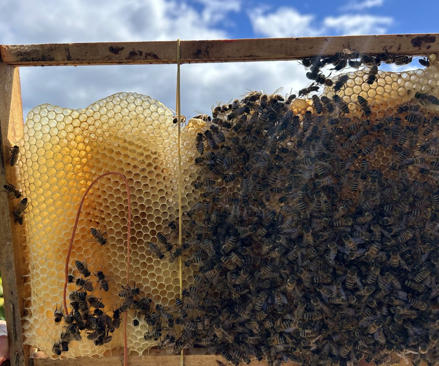 A hive frame covered in bees, with honey