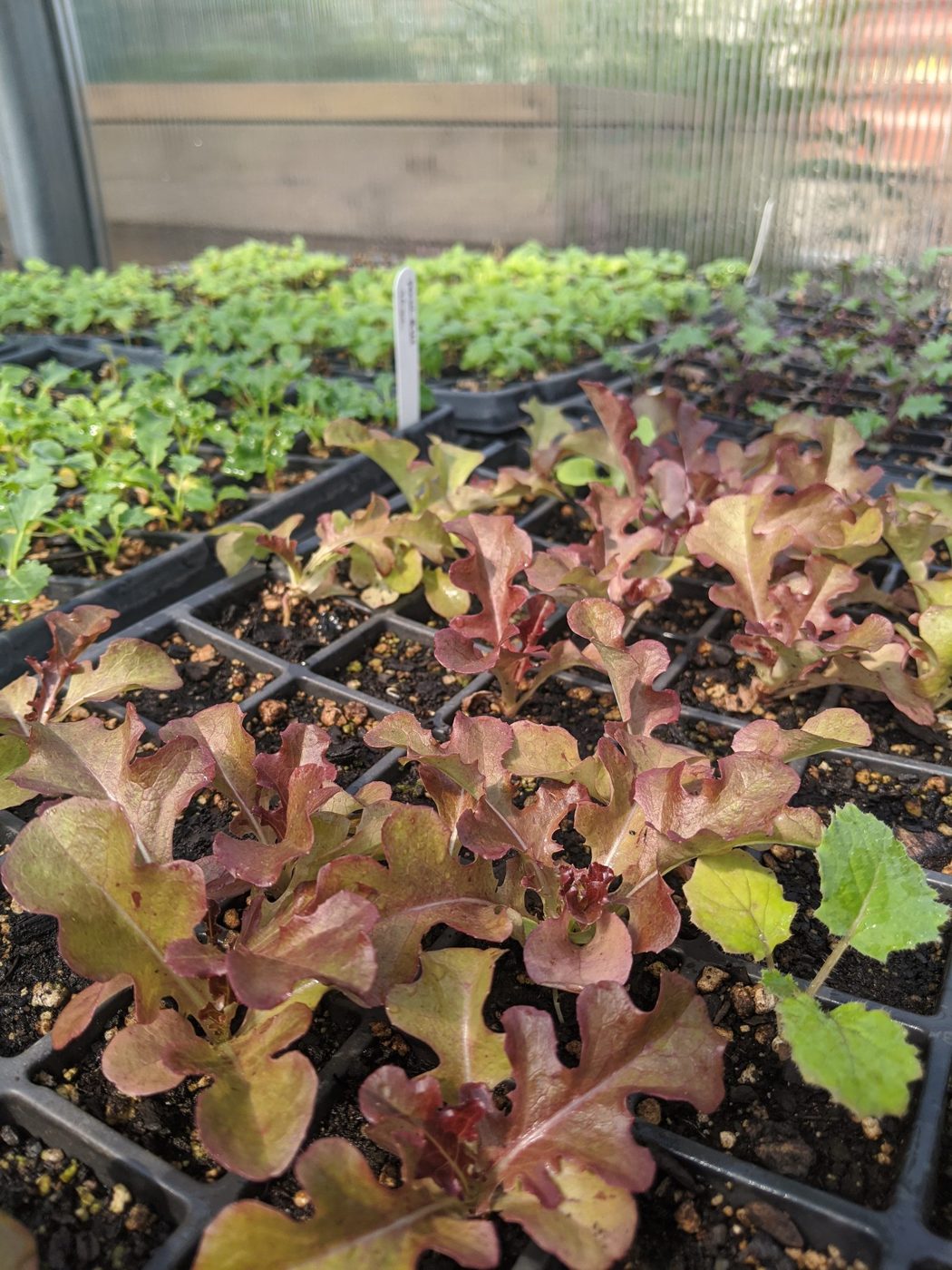 Lettuce seedlings in the greenhouse