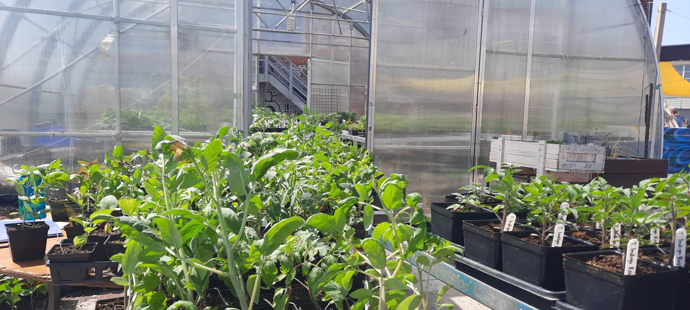 Seedlings in the greenhouse