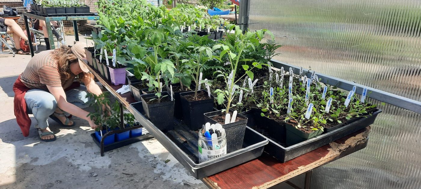 Seedling tables in the greenhouse in spring