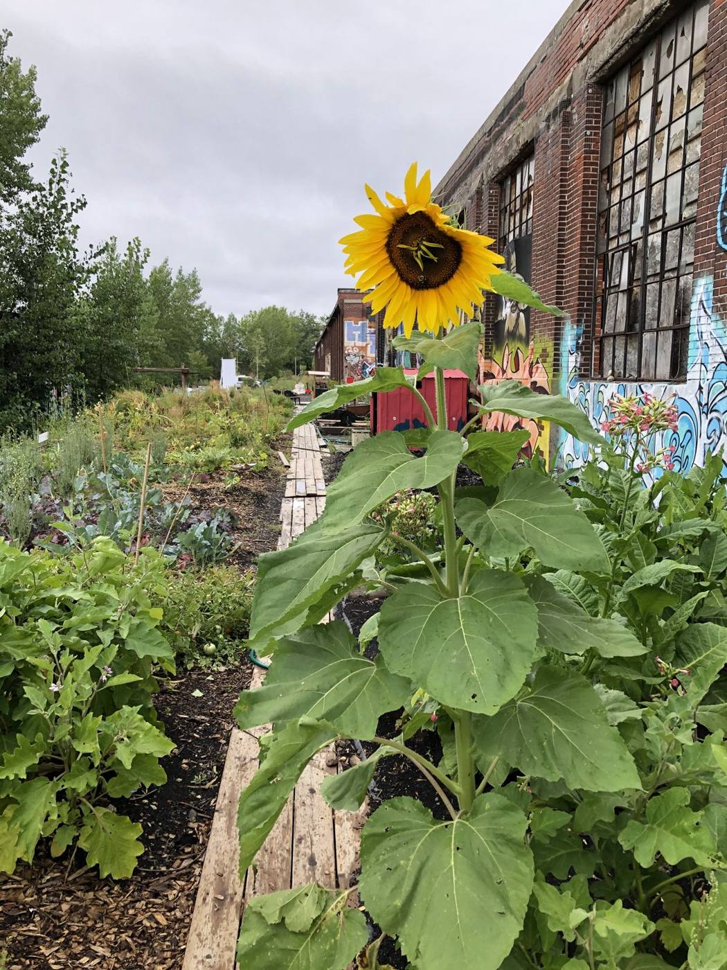 A sunflower in the collective gardens