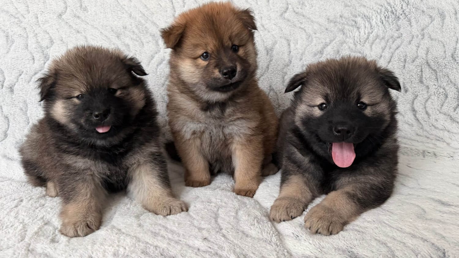 Massage doux pour chiot à domicile - Essonnes, Loiret, Seine-et-Marne