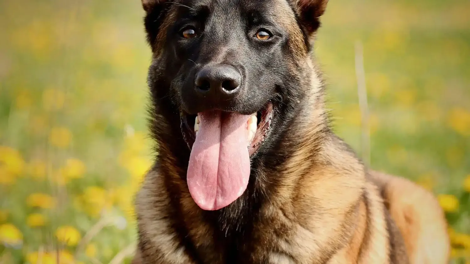 Massage récupération chien sportif après effort- Nos Comapgnons Apaisés