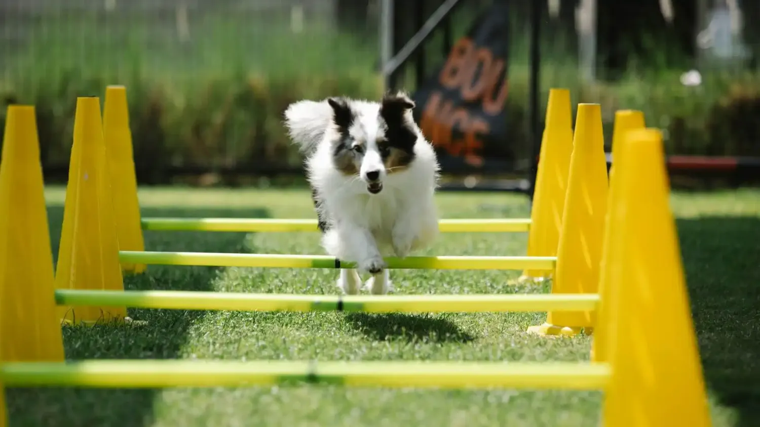 Massage préparation chien sportif à domicile- Essonnes, Loiret, Seine-et-Marne