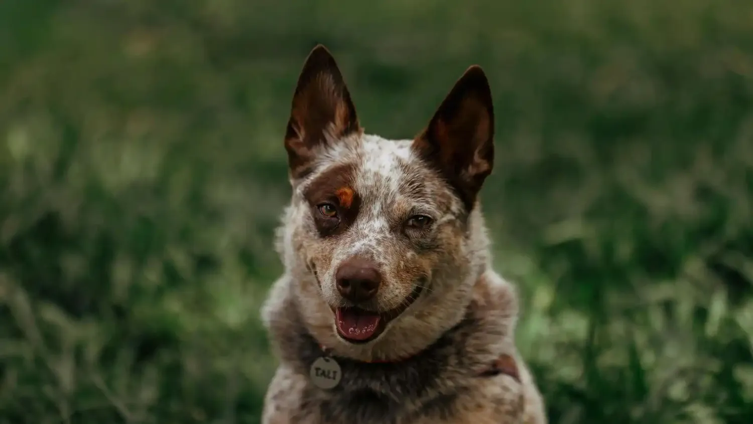 Massage chien sénior à domicile - soulagement raideurs et bien-être - Essonne