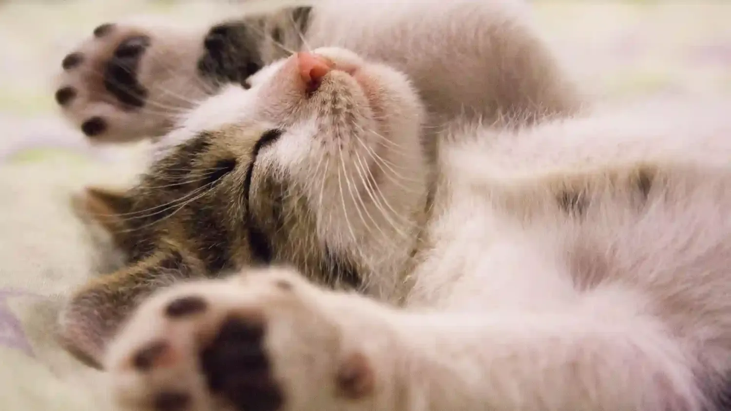 chat senior-massage-detendu