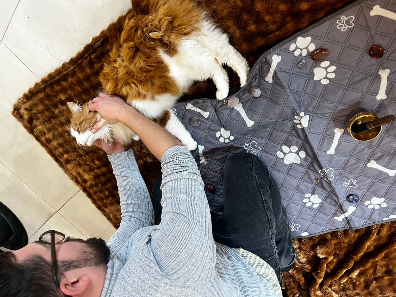 chat adulte qui se fait faire un massage détente