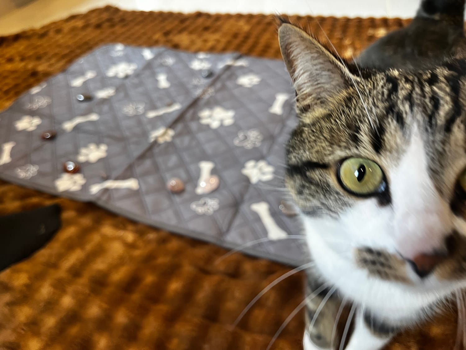 chat-regard-massage animalier