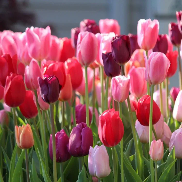 The Bricks 'n Blooms Beautiful and Easy-Care Flower Garden Planner