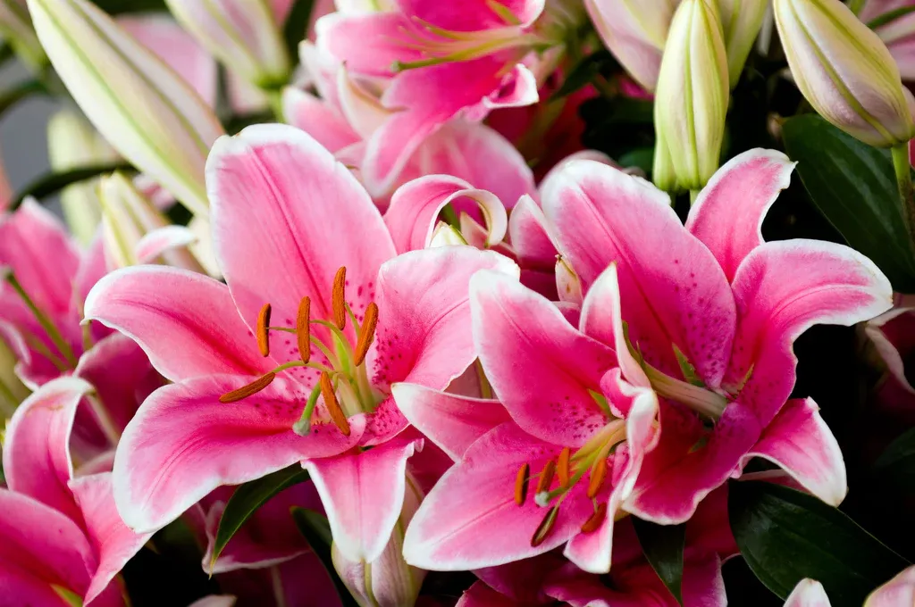 Lilies