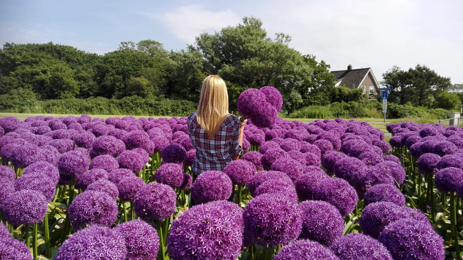 Alliums