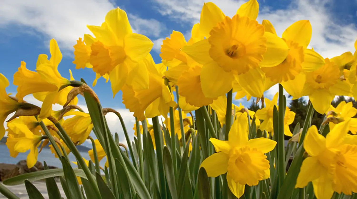 Daffodils