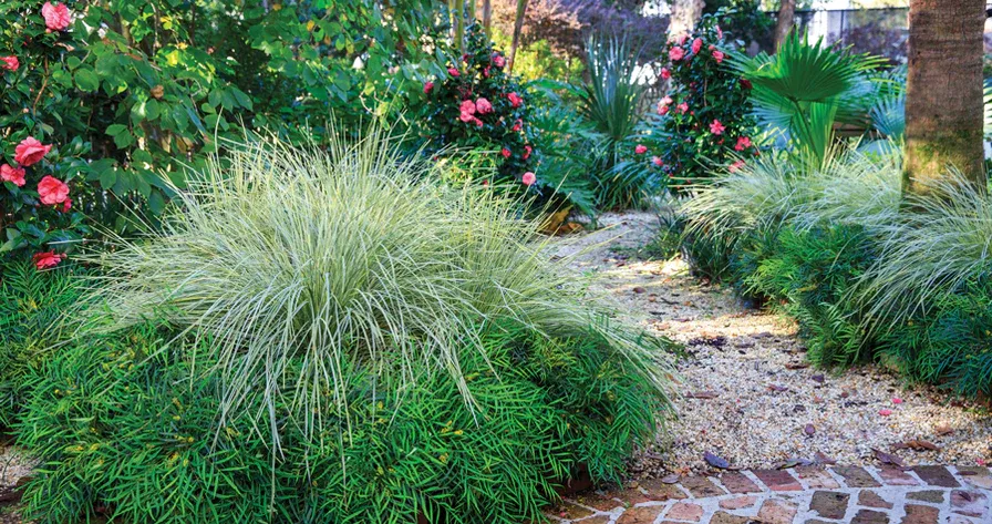 Plants by mail