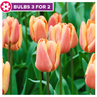 Tulip Bulbs 3 for 2