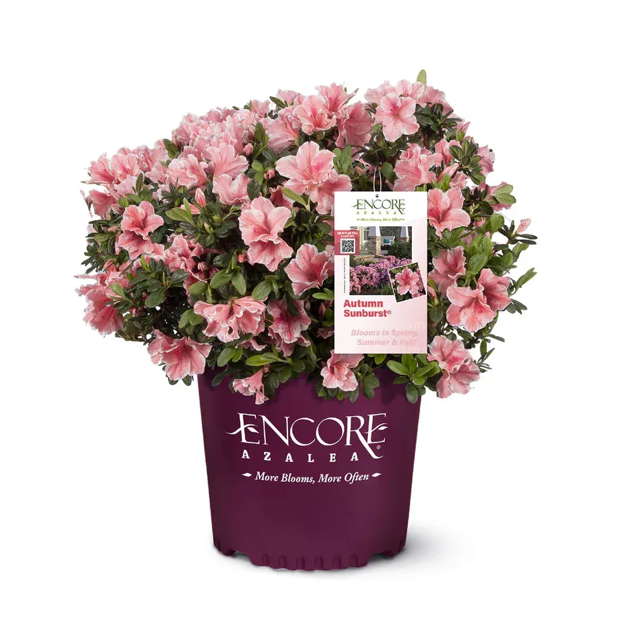 Autumn Sunburst Encore Azalea