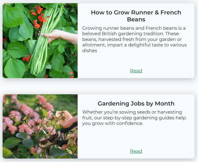 How to Grow Runner & French Beans