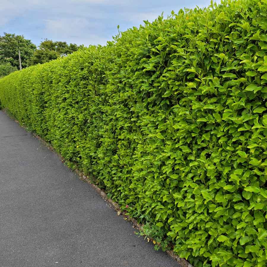 living plant borders hedges