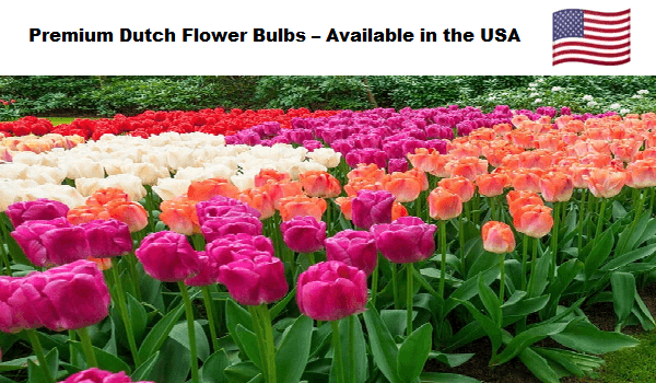 Critical Mistakes to Avoid with Tulip Bulbs