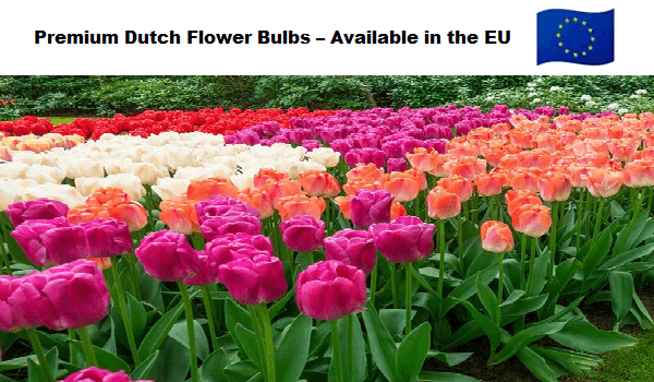 when to plant tulip bulbs