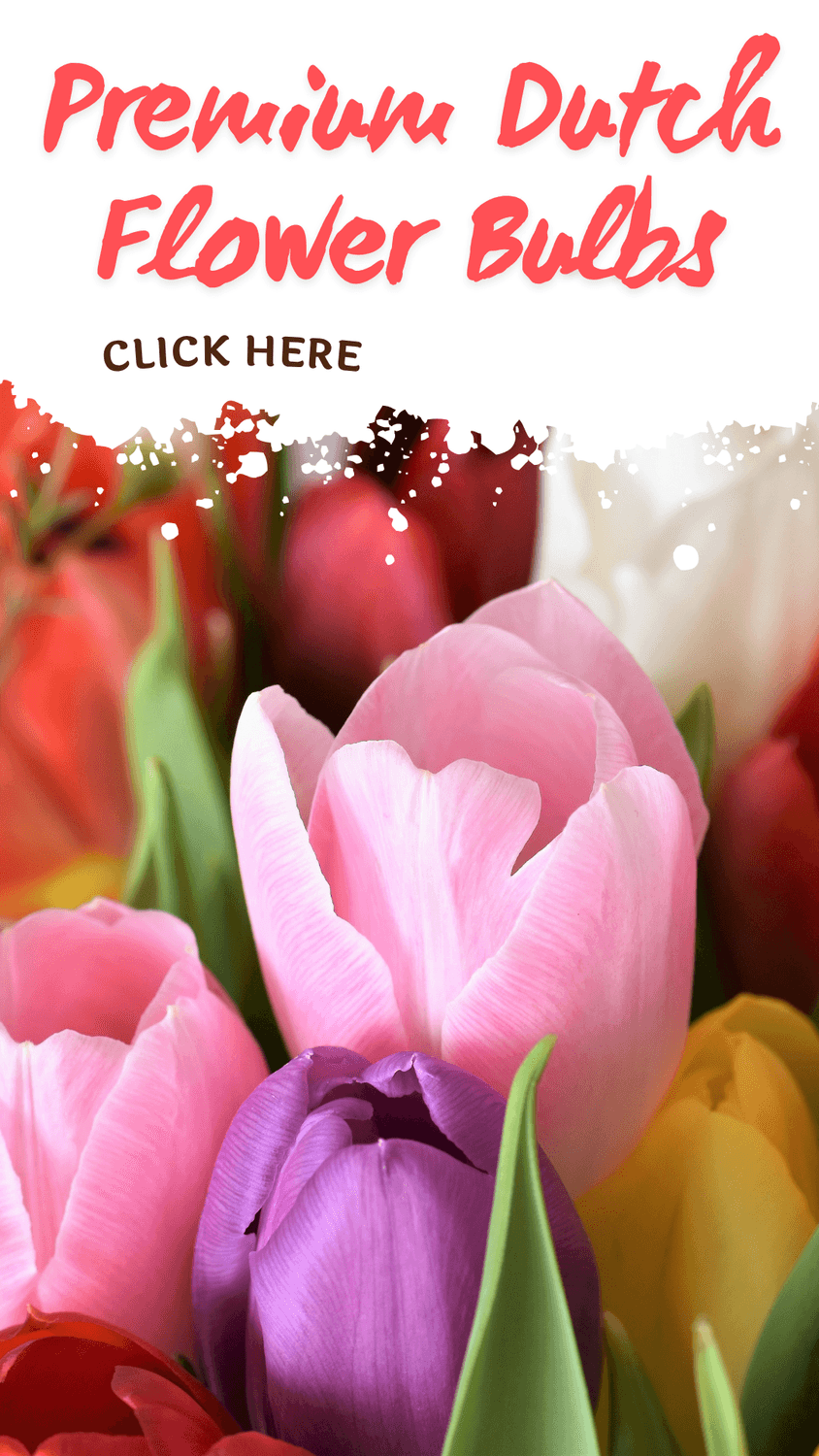 Premium Dutch Flower Bulbs 