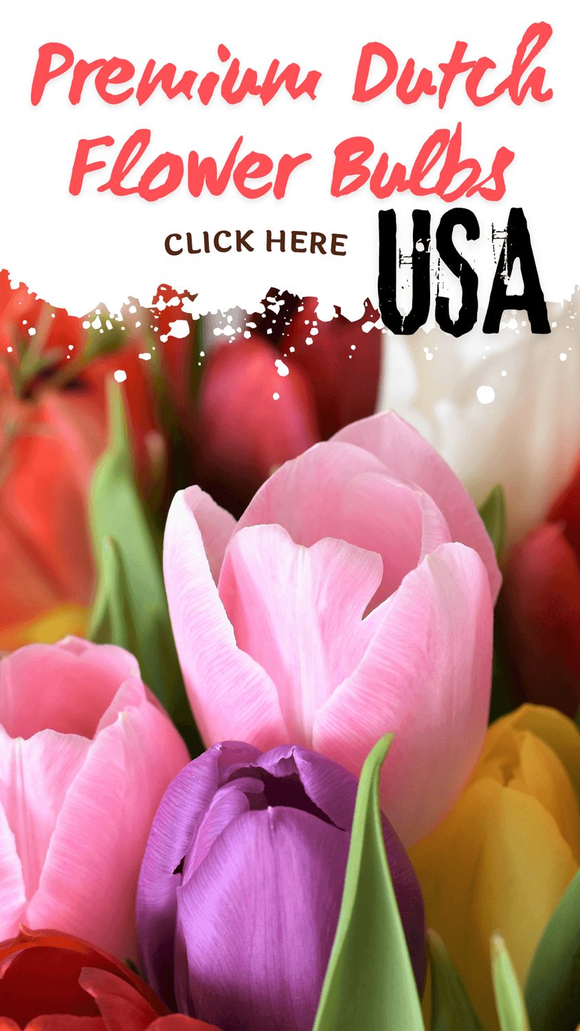 Buy Holland Flower Bulbs USA
