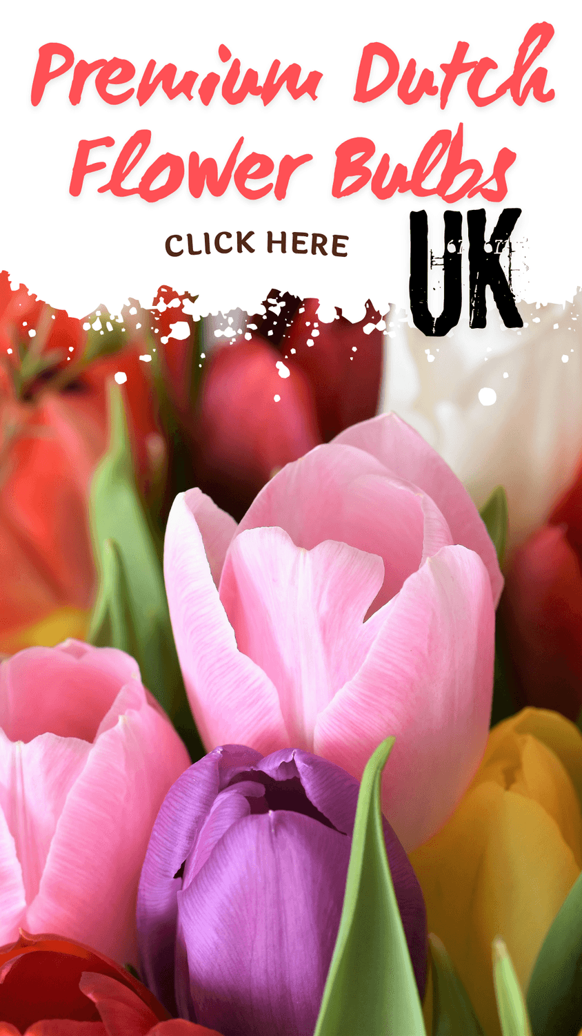 Premium Dutch Bulbs UK
