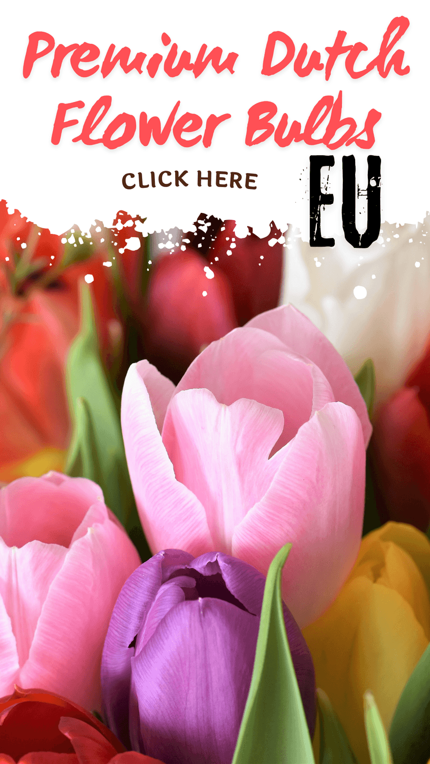 Tulip Bulbs EU