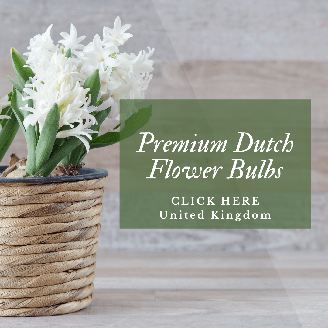 Premium Hyacinths Flower Bulbs UK