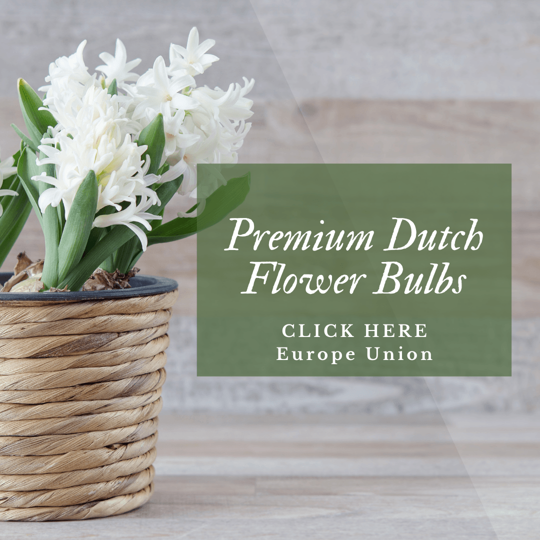 Premium Hyacinths Flower Bulbs EU UE