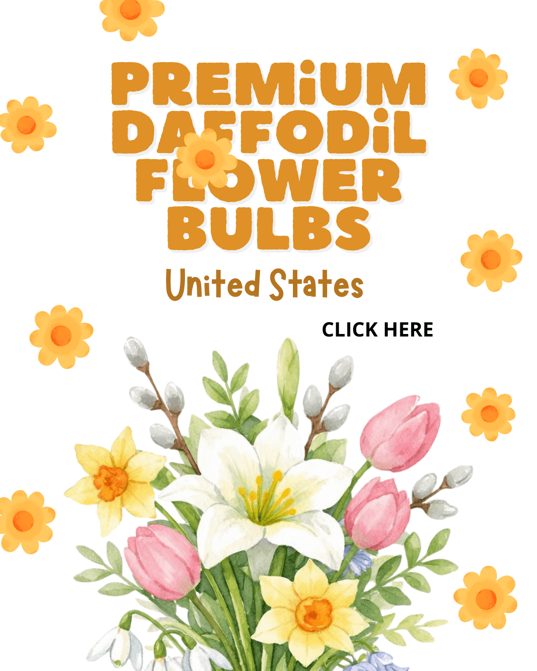 Daffodils After Flowering USA 