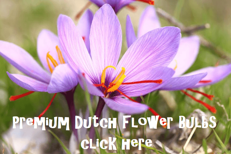 Best Crocus Varieties: 25 Beautiful Types for Every Garden