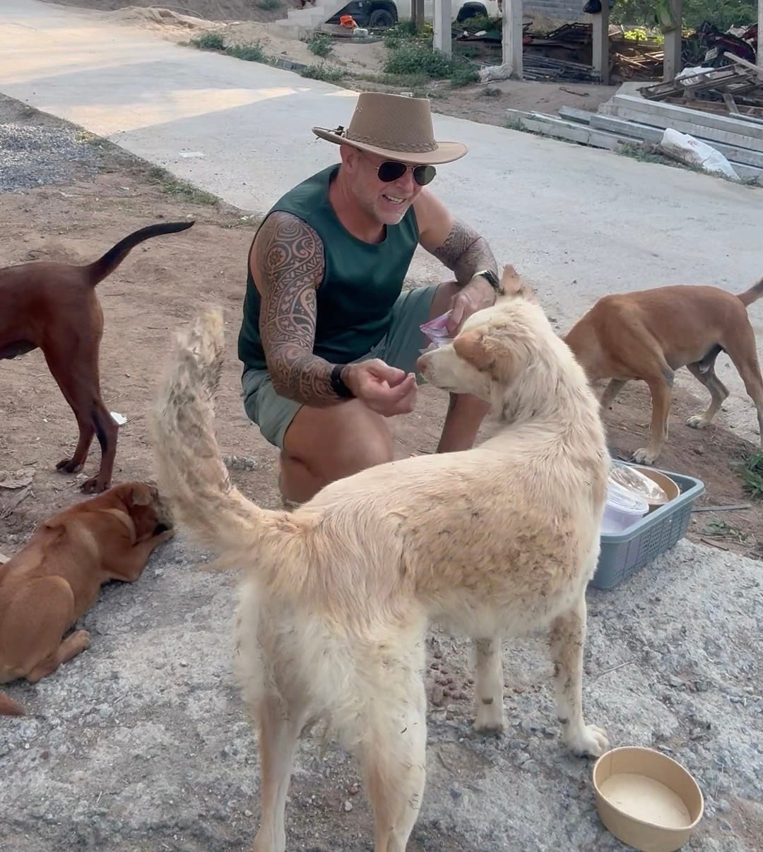 Street dogs in Ko Samui