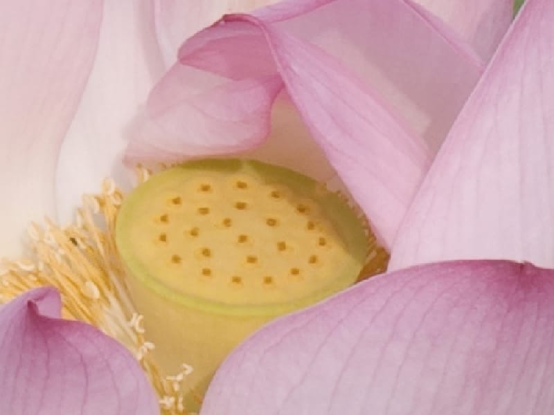lotus©EvaMakkos