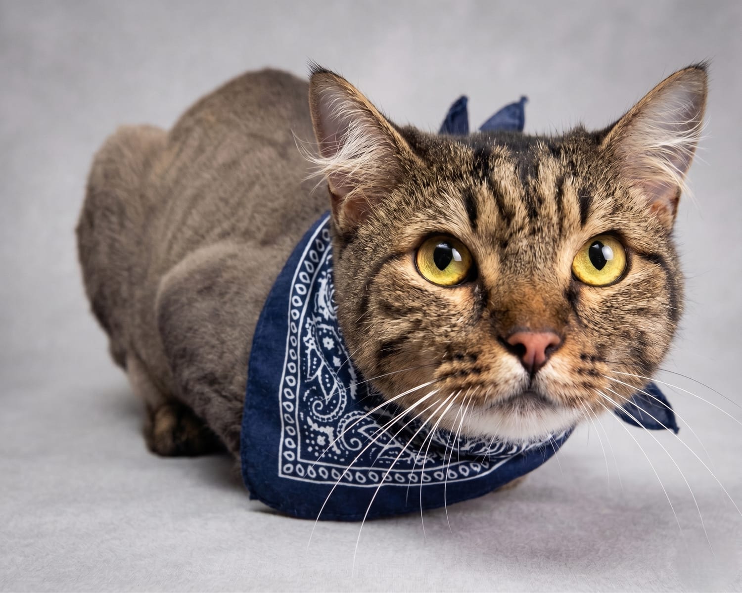 Tosa Máquina Gatos
