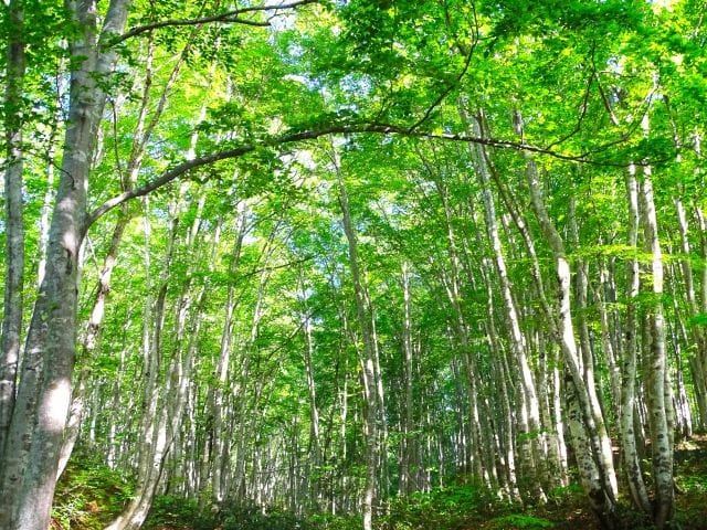 林の風景