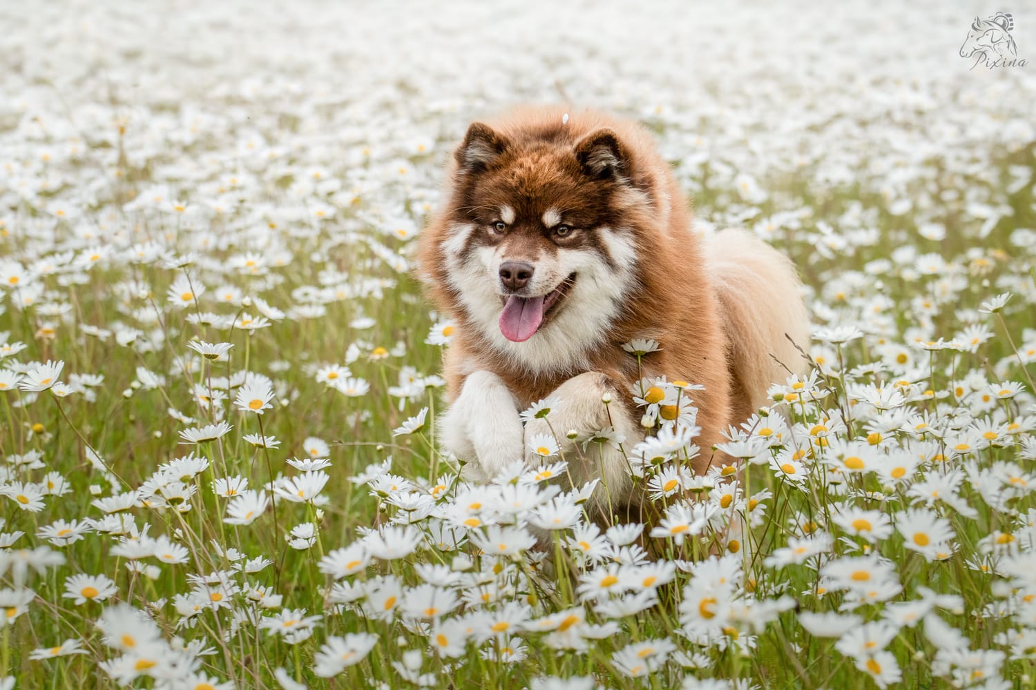 Chien dans les fleurs