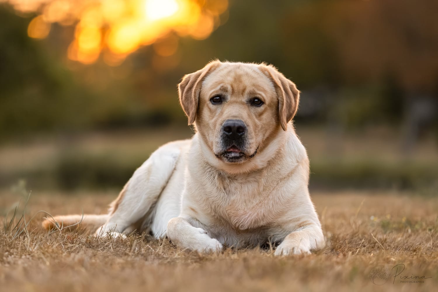 Chien dans un champ