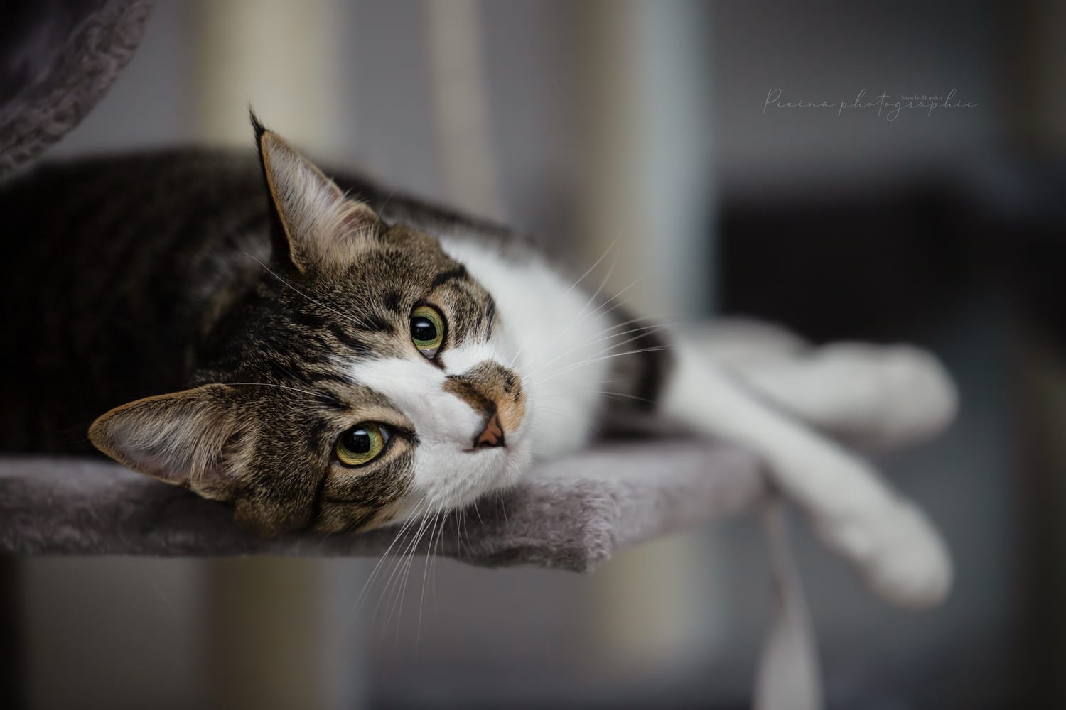 Chat sur un lit