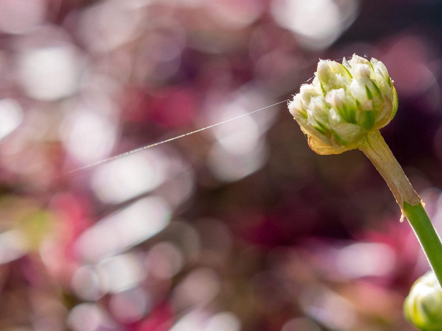 A new web anchored to fresh garden growth
