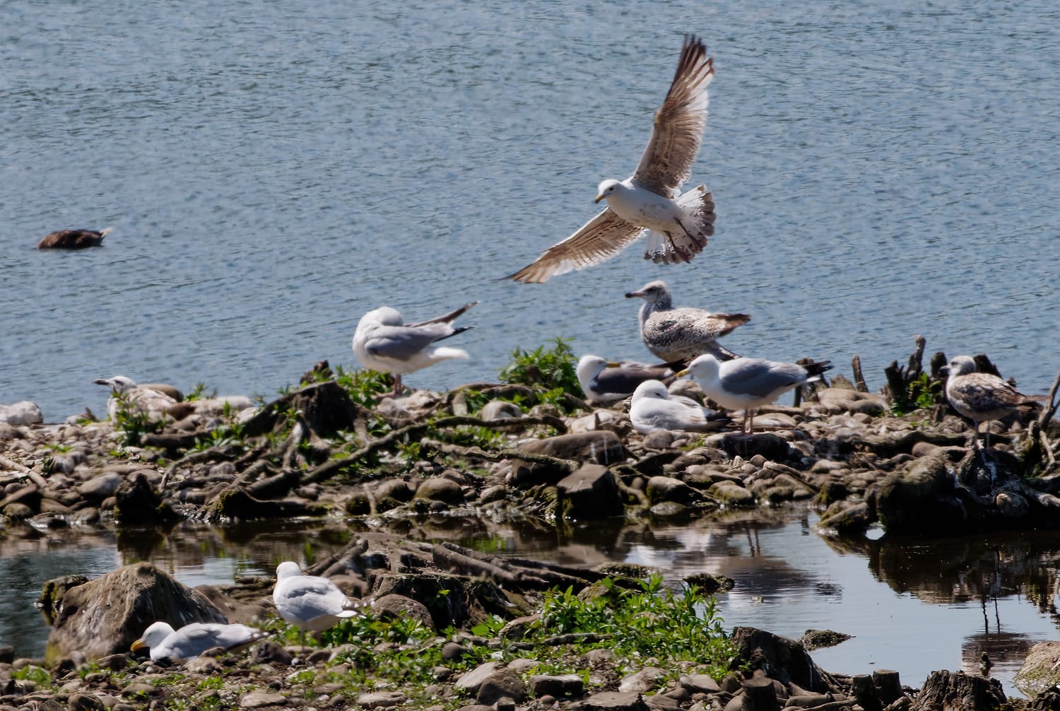 A flock of birds gather to begin nest-building for their new families