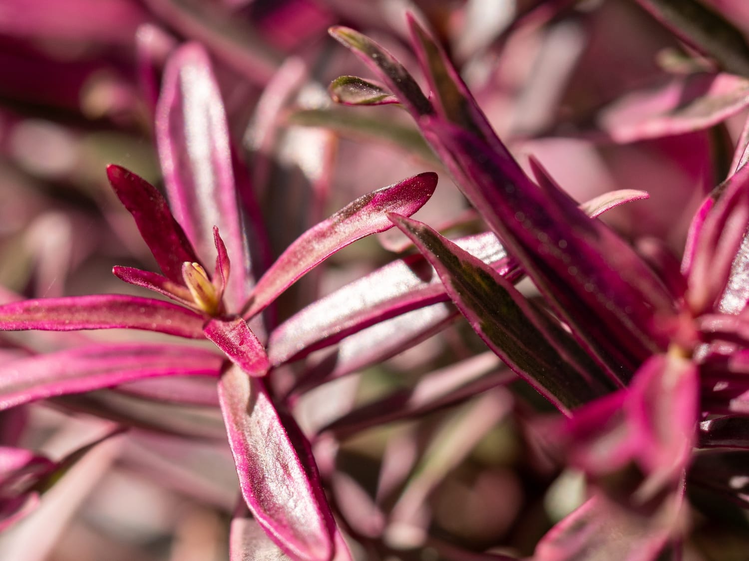 New growth reaching for spring sunshine