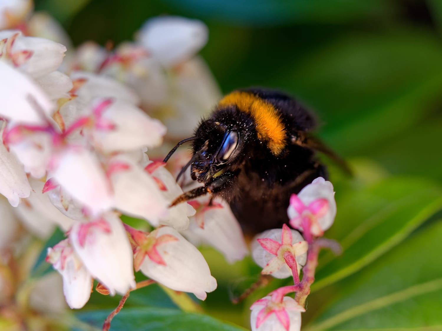 A bee forages for nectar amongst the new blooms of May