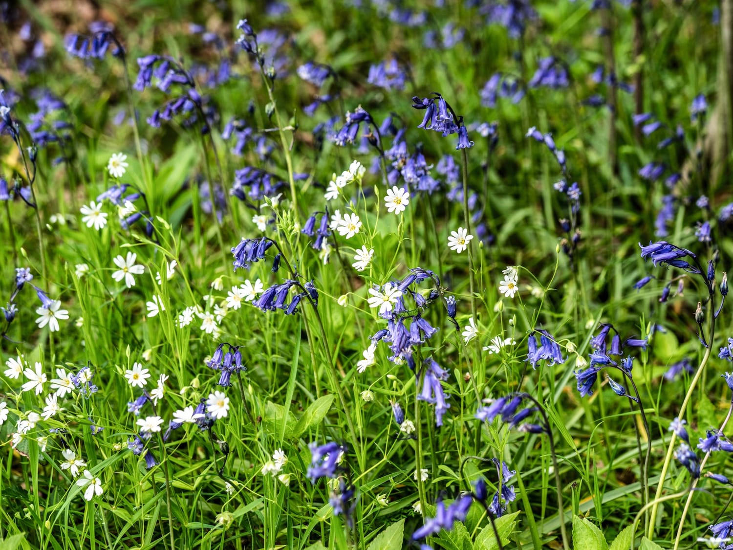 Bluebells and Greater Stitchwort share a shady nook