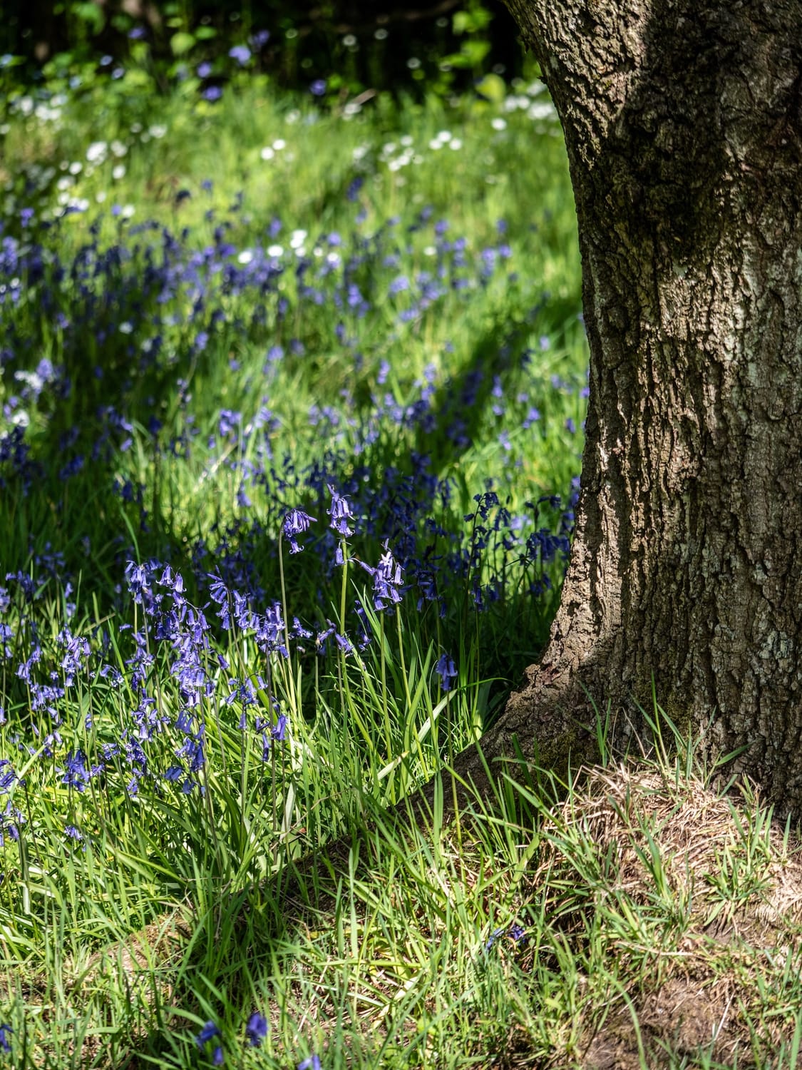 Bluebells enjoy the springtime sunshine