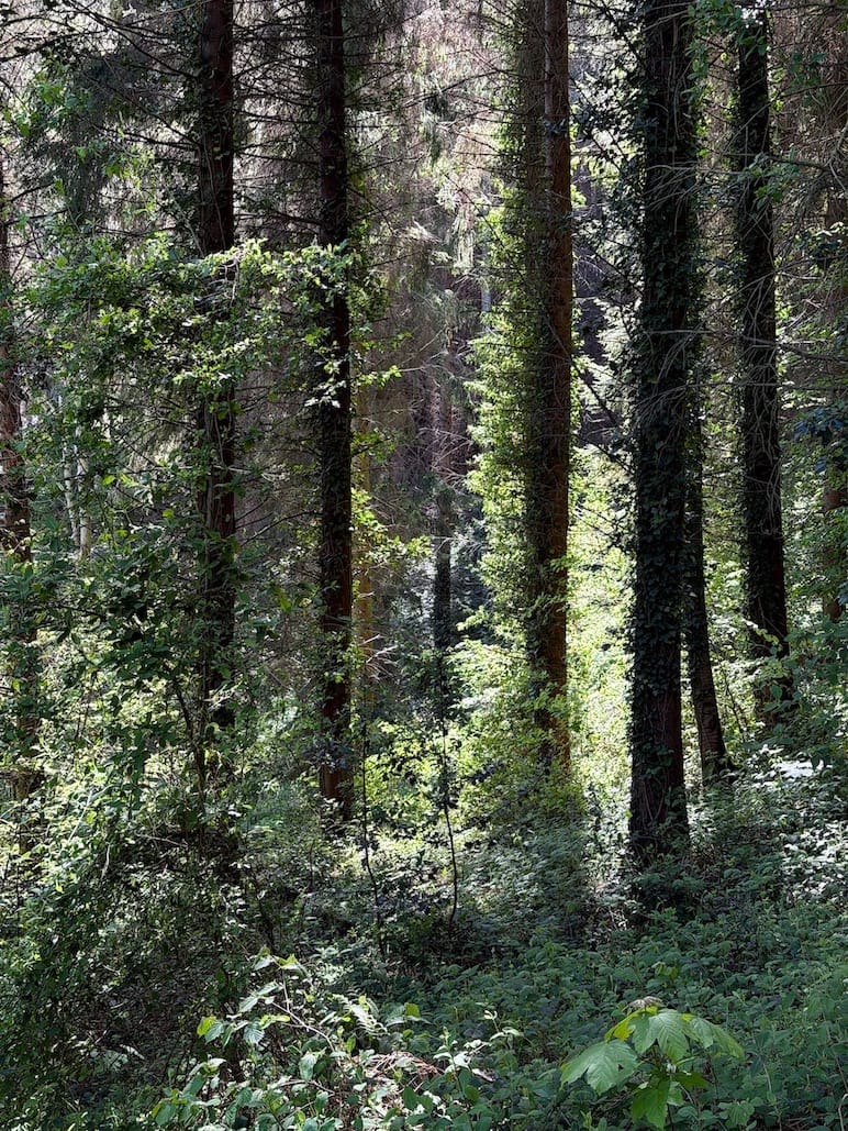 Sunshine filters between the trees