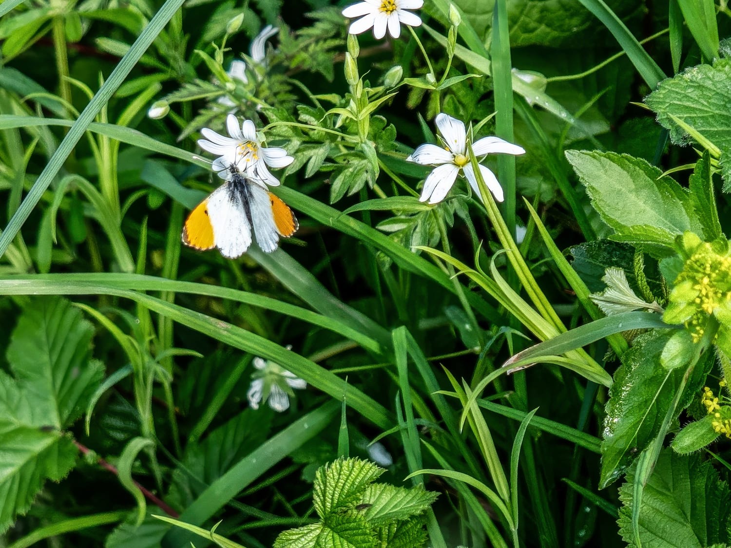 A male Orange-tip butterfly harvesting nectar from Greater Stitchwort flowers