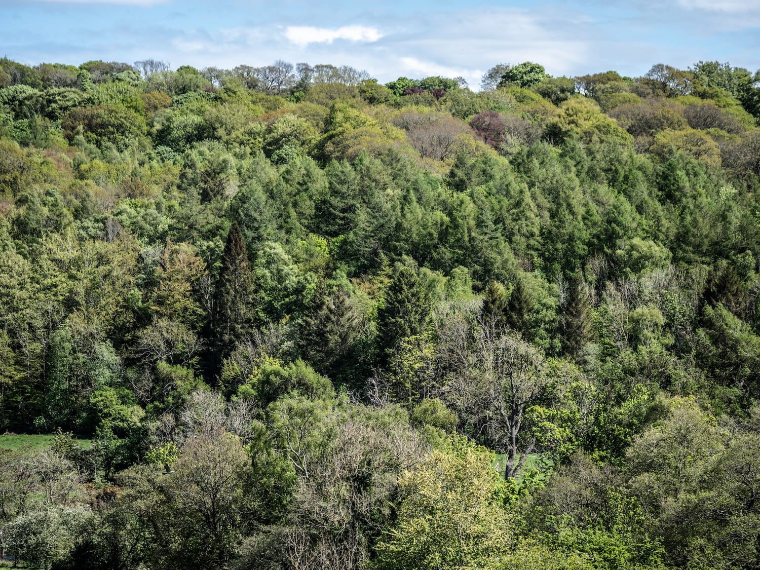 The Derwent Valley woodland canopy in spring